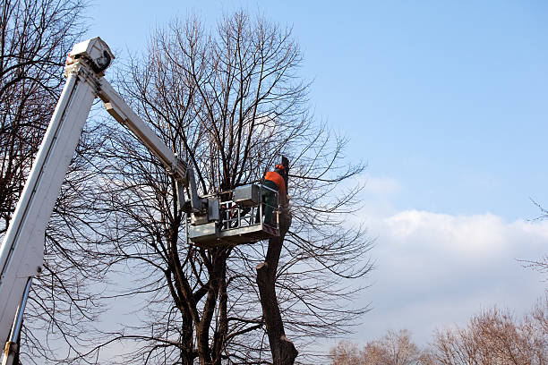 Professional Tree Services in Nice, CA